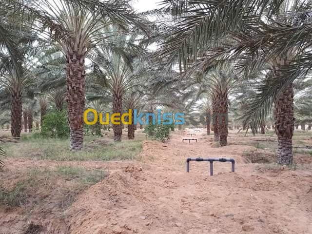 Vente Terrain Agricole Biskra Tolga