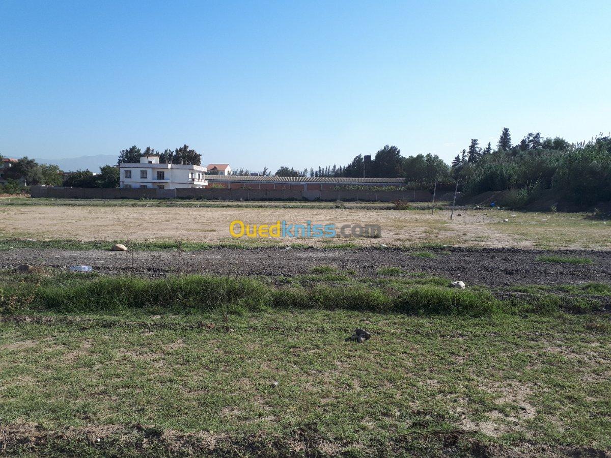 Vente Terrain Blida Chebli