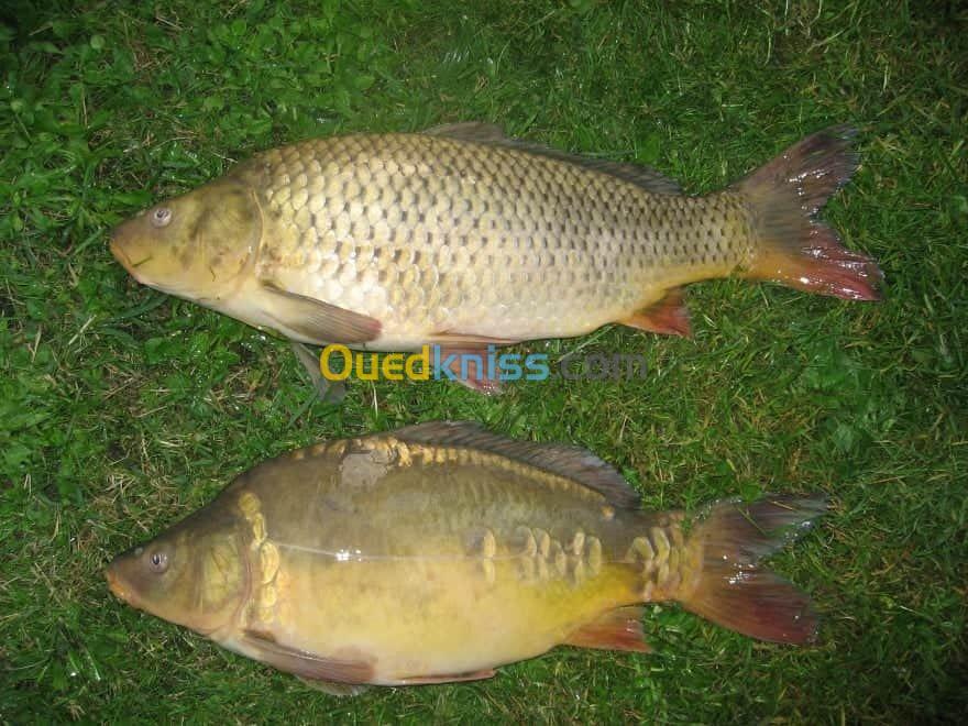 Tilapia carpe koï carpe commune gambus