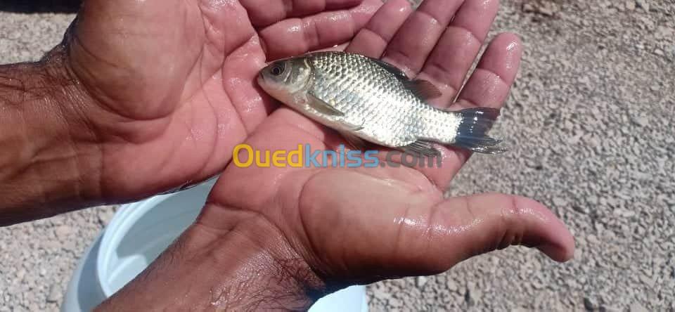 Tilapia carpe koï carpe commune gambus