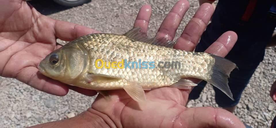 Tilapia carpe koï carpe commune gambus