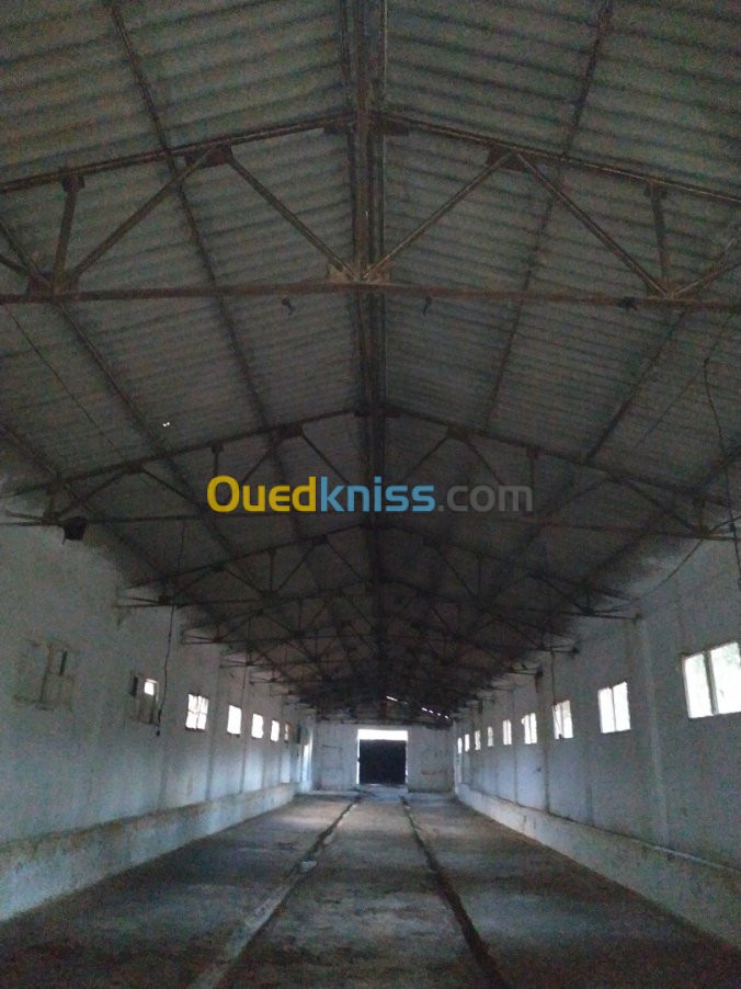 Location Hangar Alger Souidania