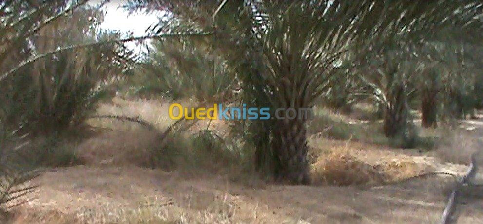 Vente Terrain Biskra Ain naga