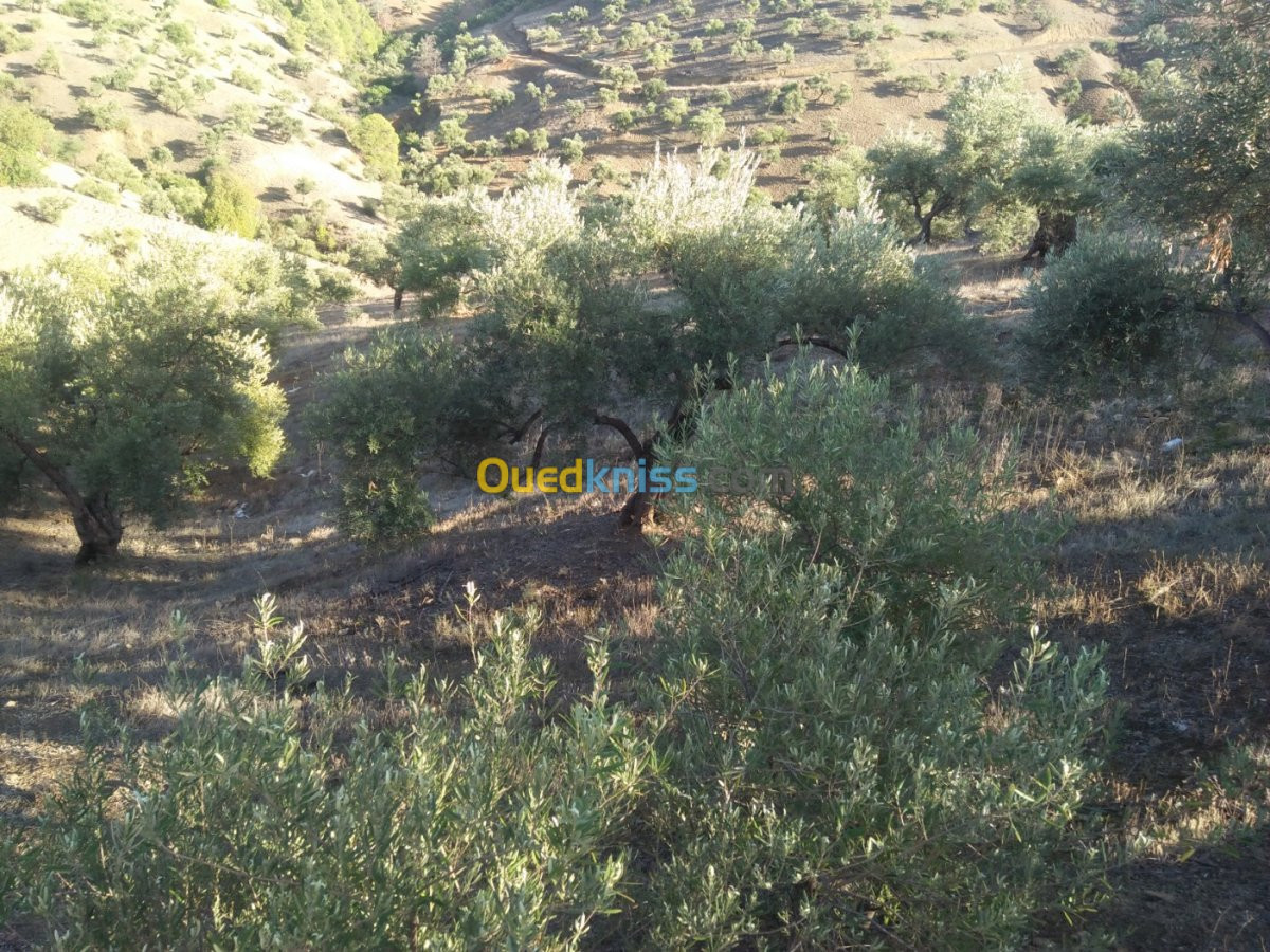 Vente Terrain Bejaia Tamokra