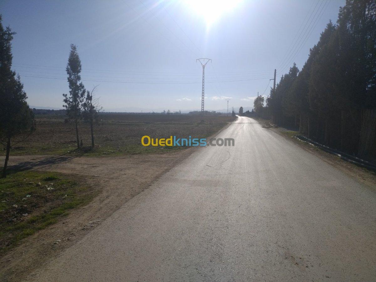 Vente Terrain Setif Mezloug