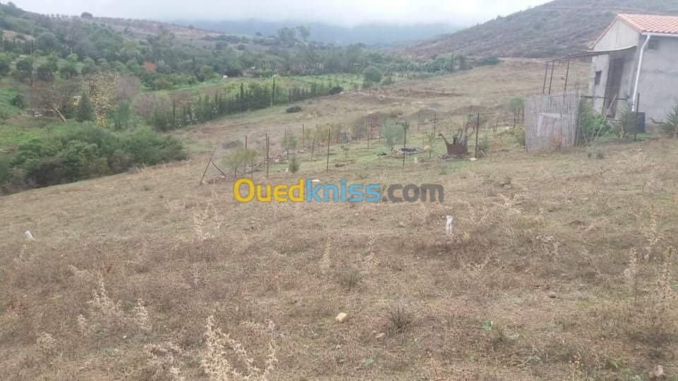 Vente Terrain Tipaza Hadjout