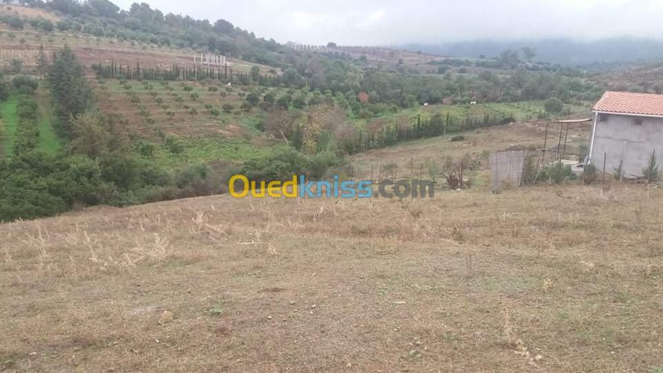 Vente Terrain Tipaza Hadjout