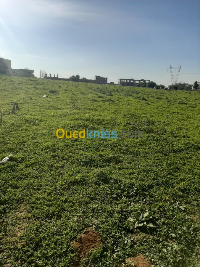 Vente Terrain Boumerdes Ouled moussa