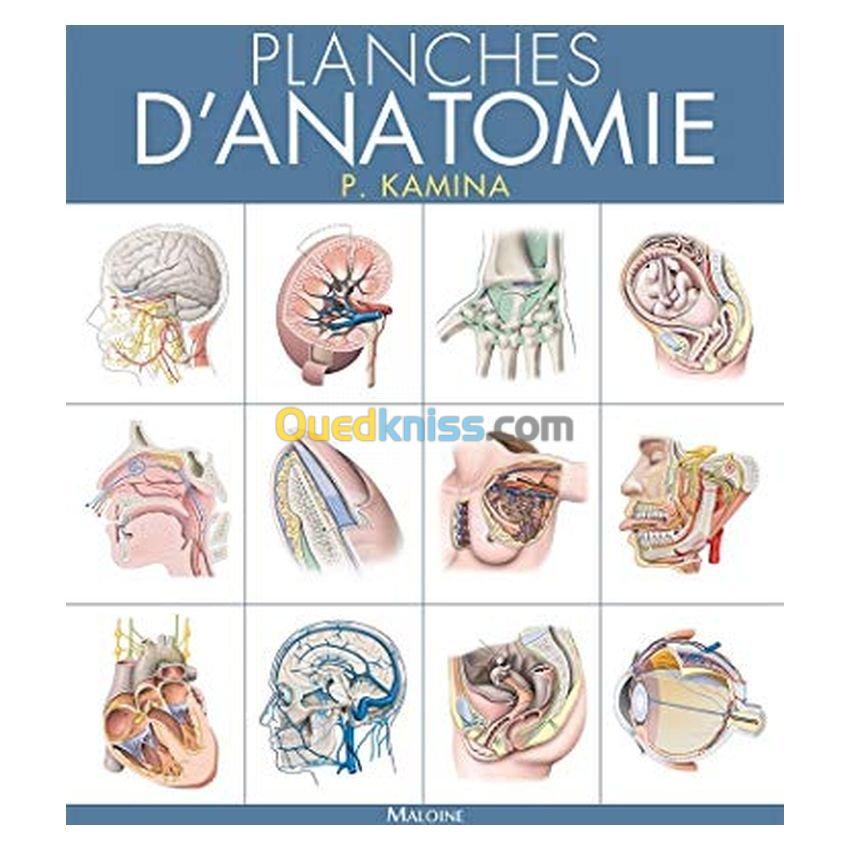 Planches d'anatomie humaine. 31 planches. Reliure à spirale, 3e éd.