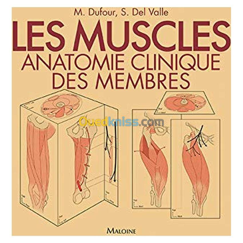 Les muscles. Anatomie clinique des membres