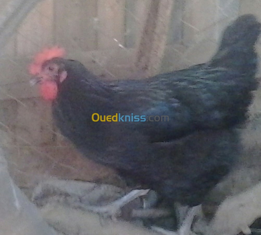 oeufs fecondés poule Australorp pur 