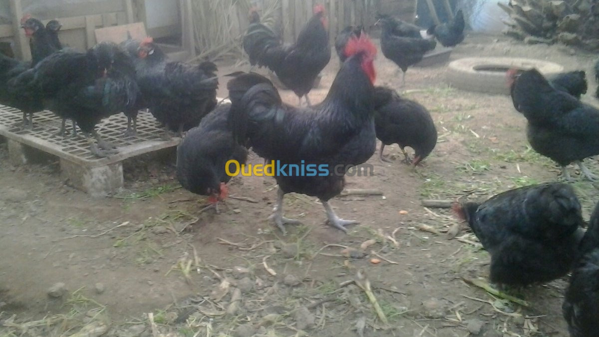 oeufs fecondés poule Australorp pur 