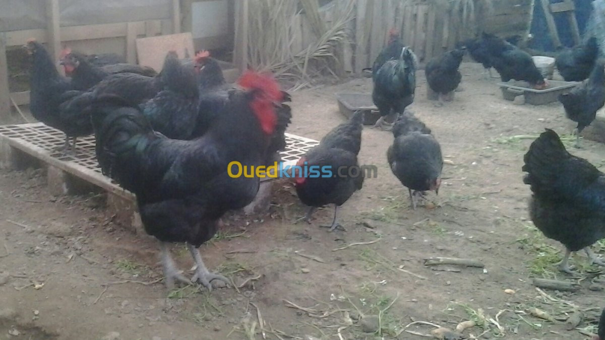 oeufs fecondés poule Australorp pur 