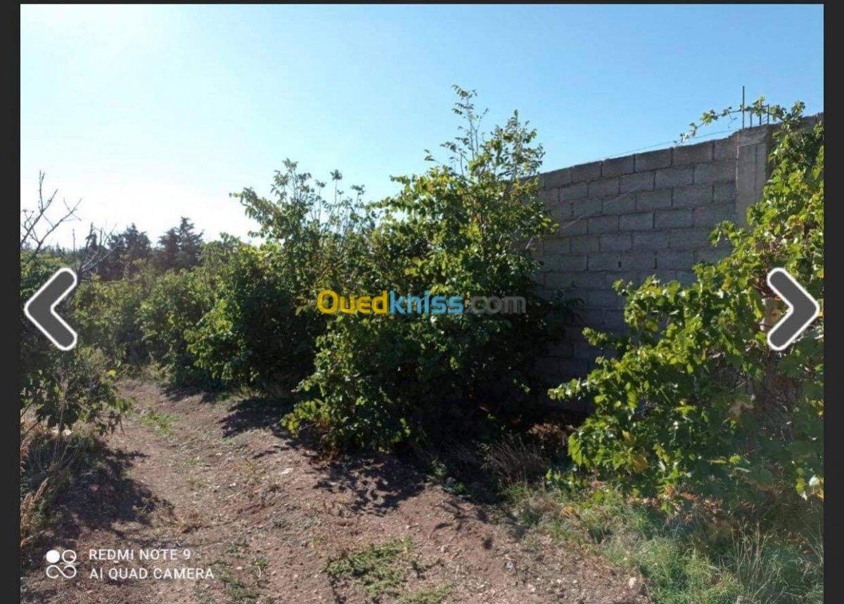 Vente Terrain Batna Ouyoun el assafir