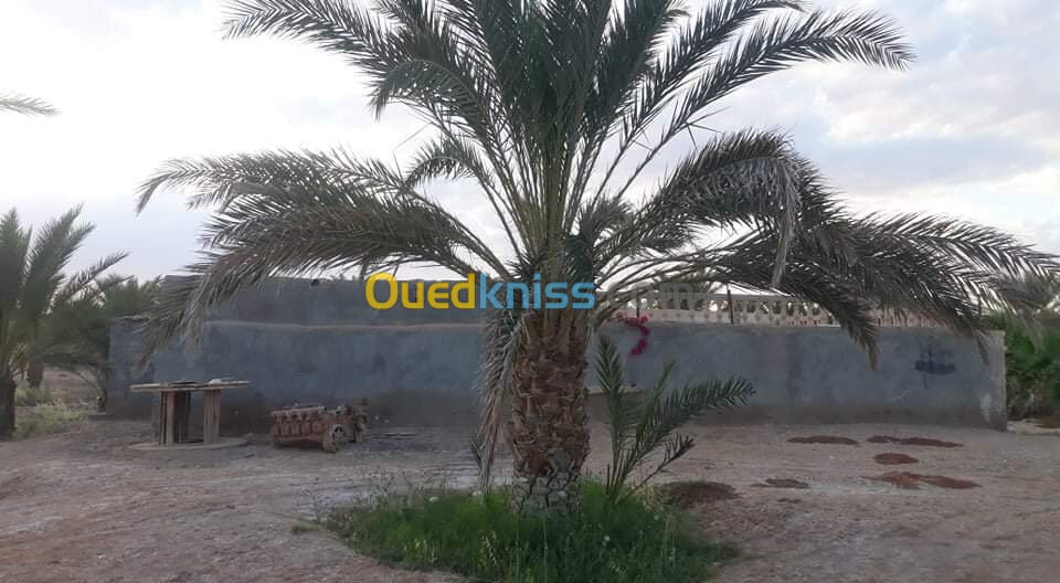 Vente Terrain Agricole Biskra Ouled djellal