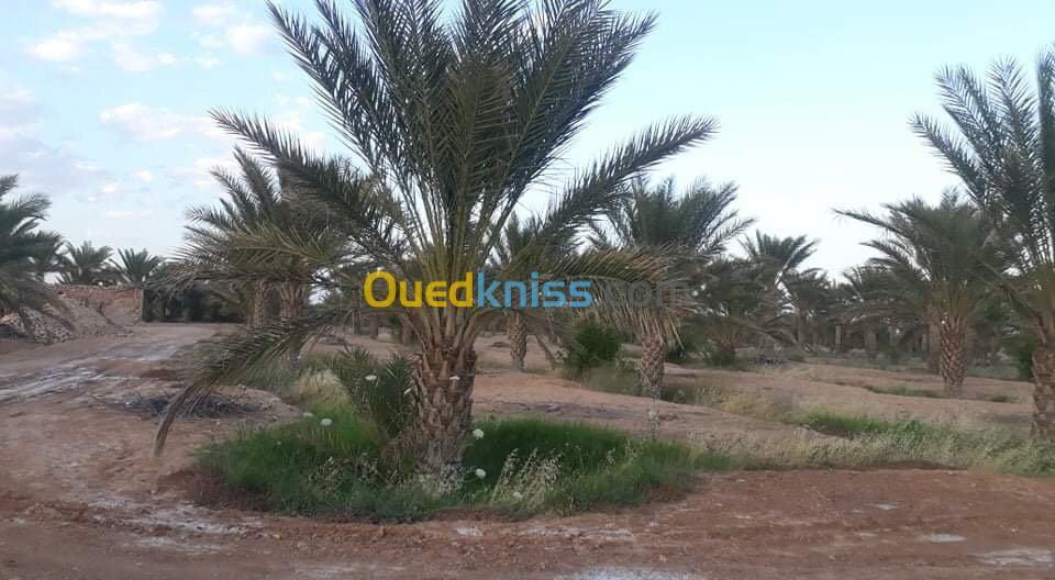 Vente Terrain Agricole Biskra Ouled djellal