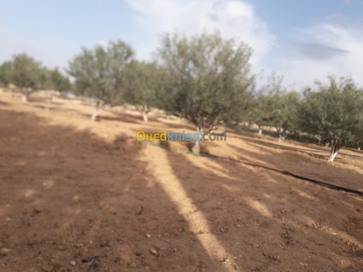 Vente Terrain Agricole Batna Ain yagout