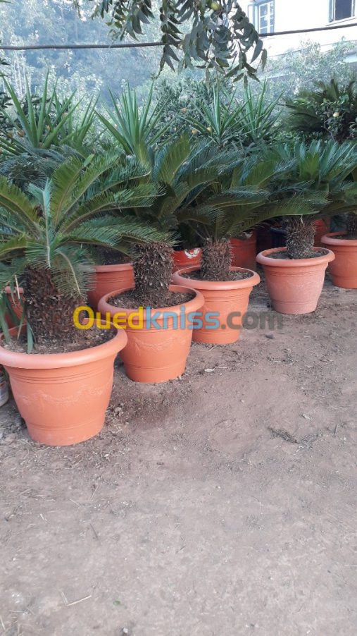 Cycas 