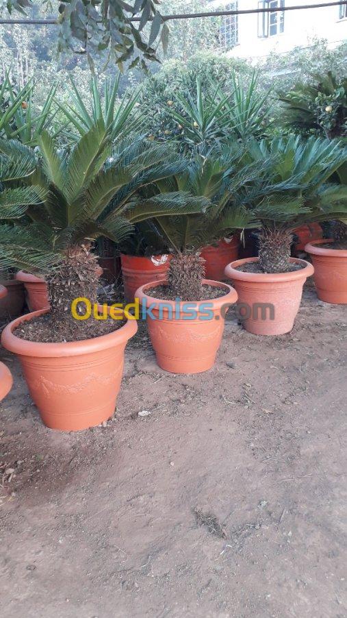 Cycas 