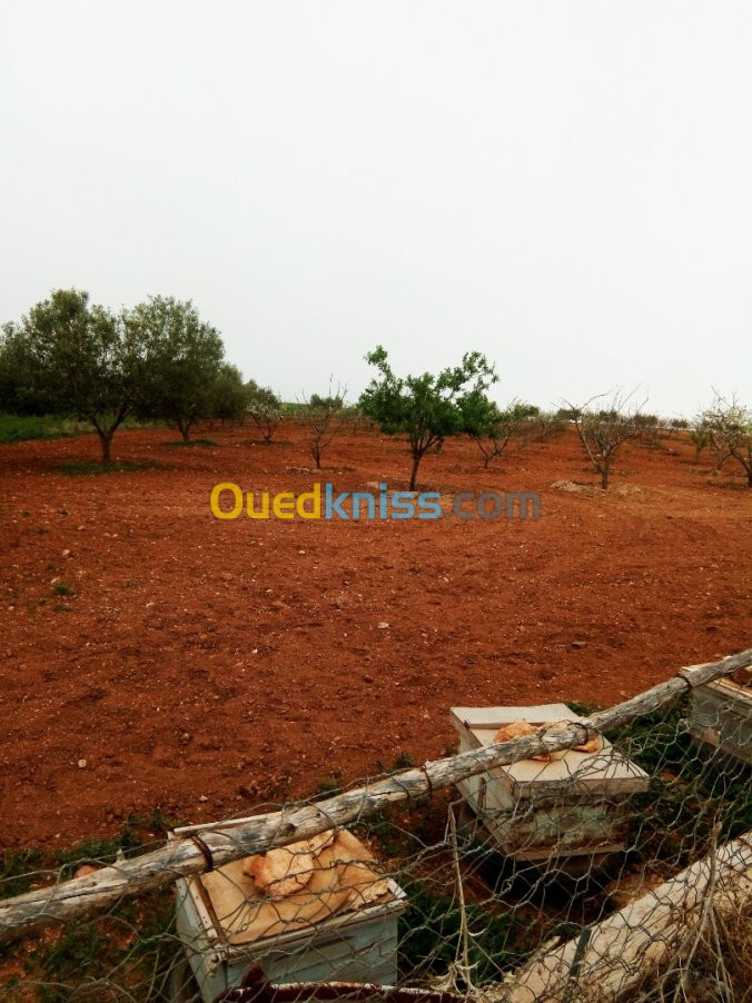 Vente Terrain Sidi bel abbes Zerouala