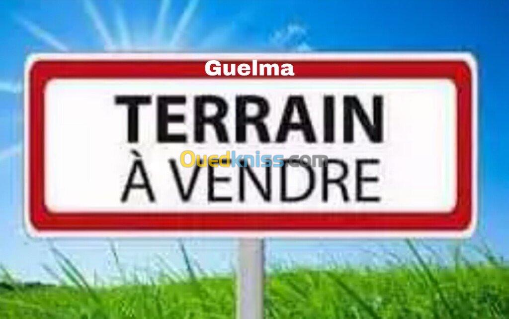 Vente Terrain Guelma Ben djarah