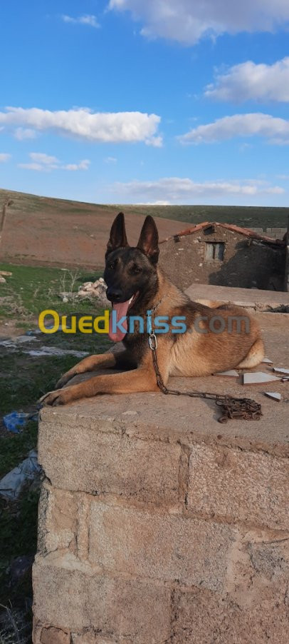 Malinois