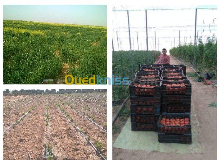 Vente Terrain Agricole Khenchela Babar