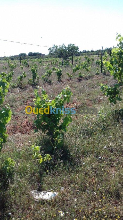 Vente Terrain Agricole Mostaganem Sidi lakhdaara