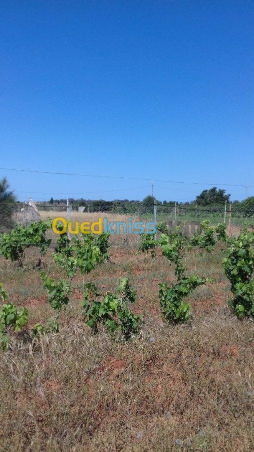 Vente Terrain Agricole Mostaganem Sidi lakhdaara