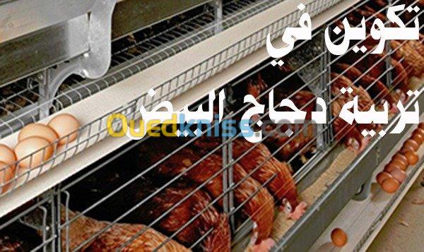 تكوين في تربية دجاج البيوض Poule ponde