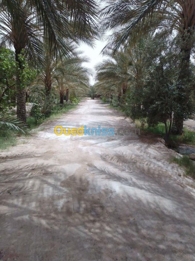 Vente Terrain Agricole Biskra Tolga