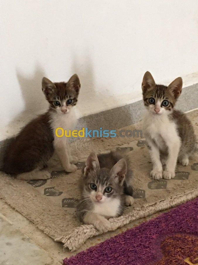 Trois jolies chatons a adopter 