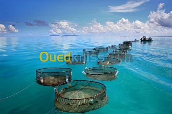 Bureau D'étude Aquaculture 