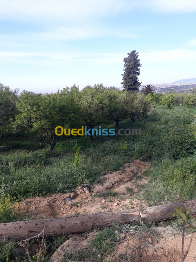 Vente Terrain Agricole Tlemcen Chetouane