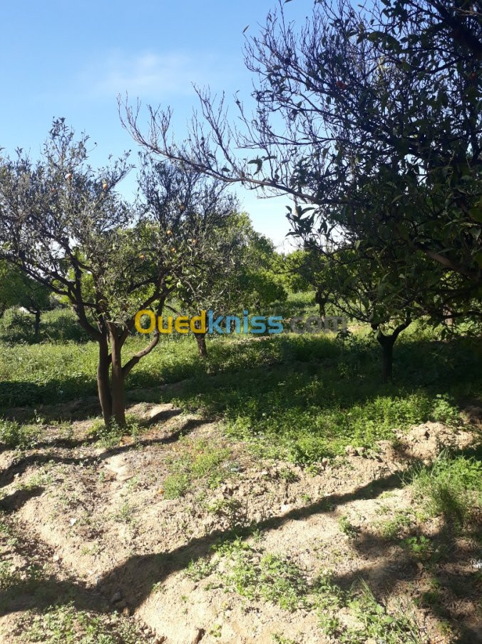 Vente Terrain Agricole Tlemcen Chetouane