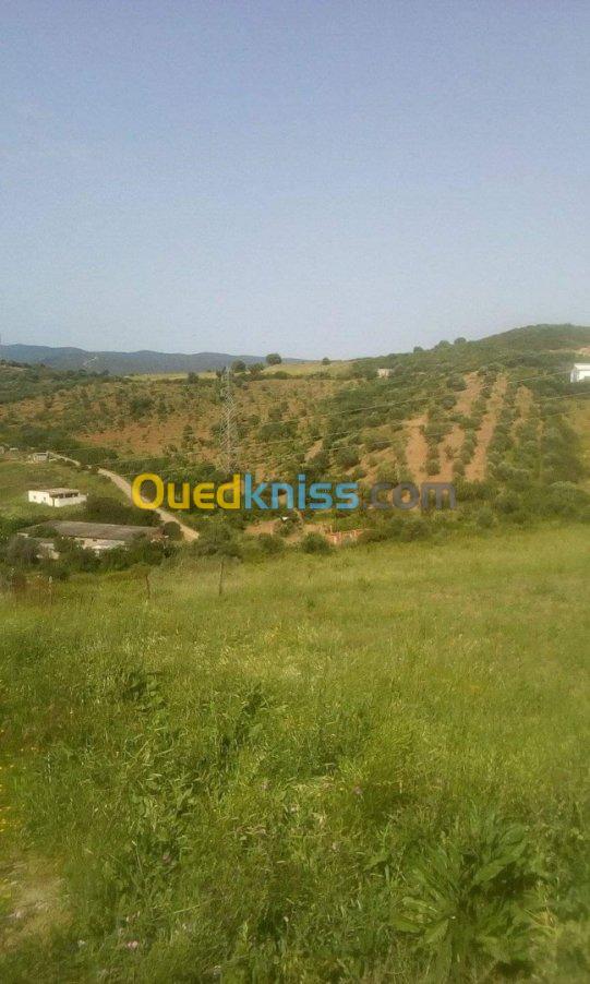 Vente Terrain Agricole Skikda Benazouz beni bechir