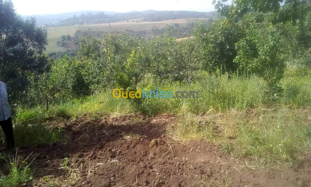 Vente Terrain Agricole Skikda Benazouz beni bechir