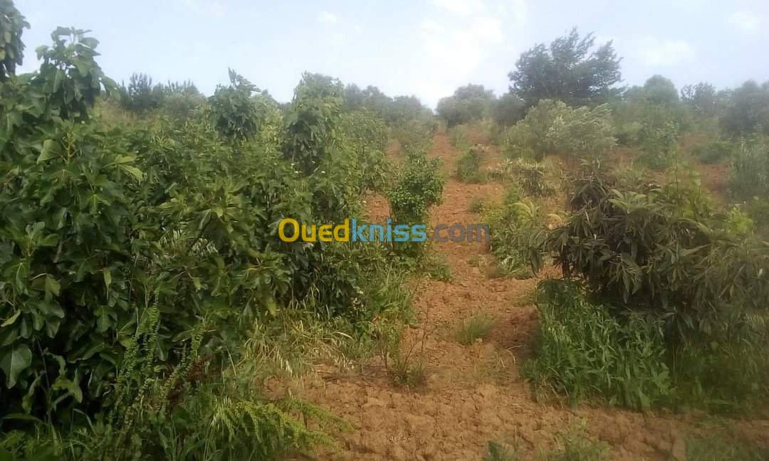 Vente Terrain Agricole Skikda Benazouz beni bechir