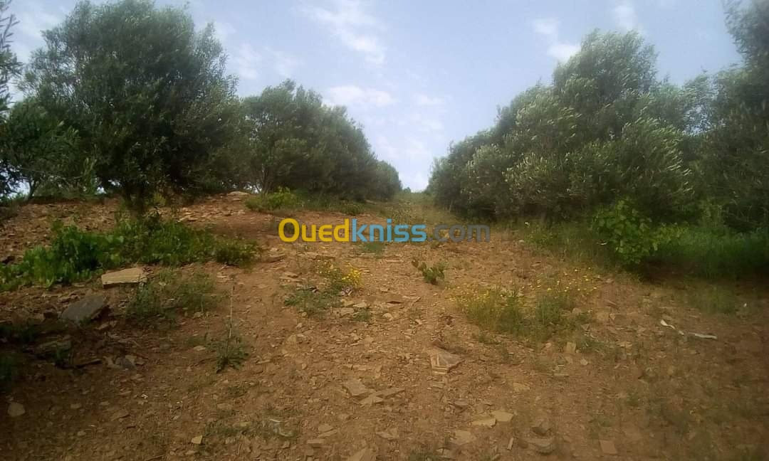 Vente Terrain Agricole Skikda Benazouz beni bechir