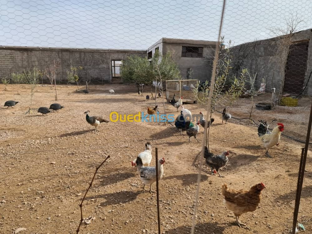 Vente Terrain Agricole Djelfa Dar chioukh