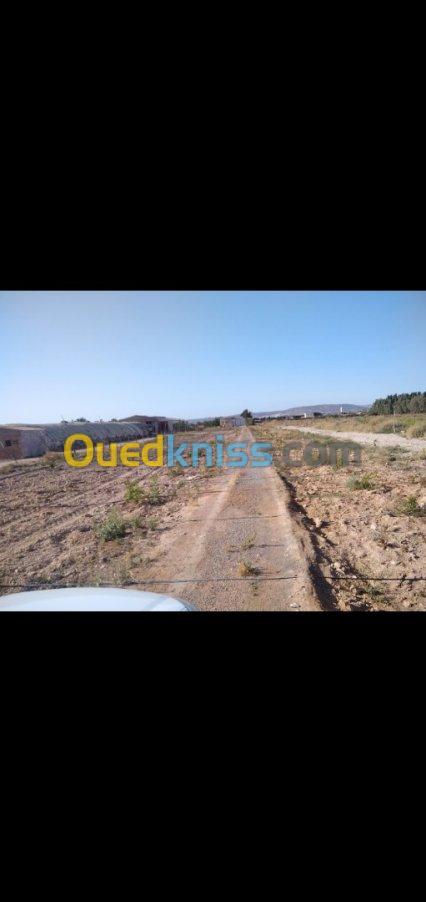 Vente Terrain Agricole Mostaganem El hassiane