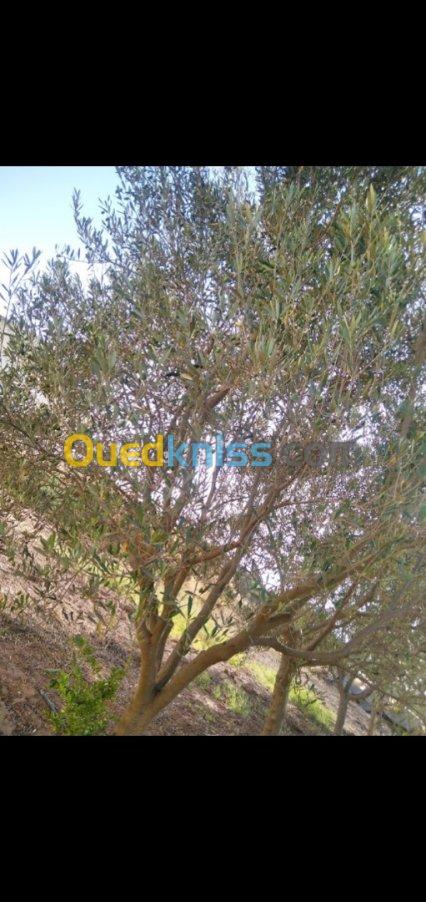 Vente Terrain Agricole Mostaganem El hassiane