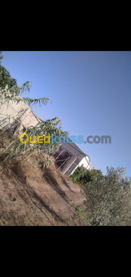 Vente Terrain Agricole Mostaganem El hassiane