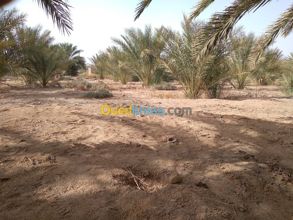 Vente Terrain Agricole Biskra Lioua