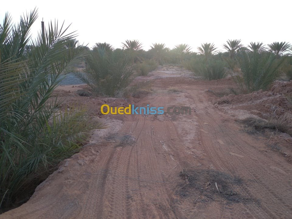 Vente Terrain Agricole Biskra Lioua