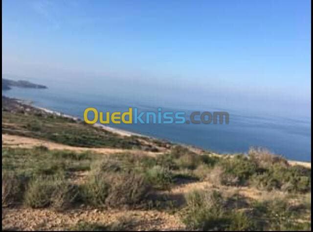 Vente Terrain Tlemcen Msirda fouaga