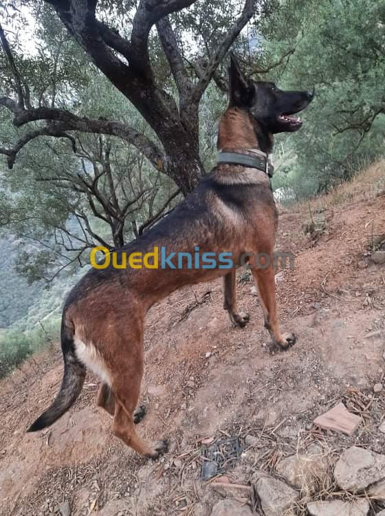 Femelle Berger Belge Malinois 