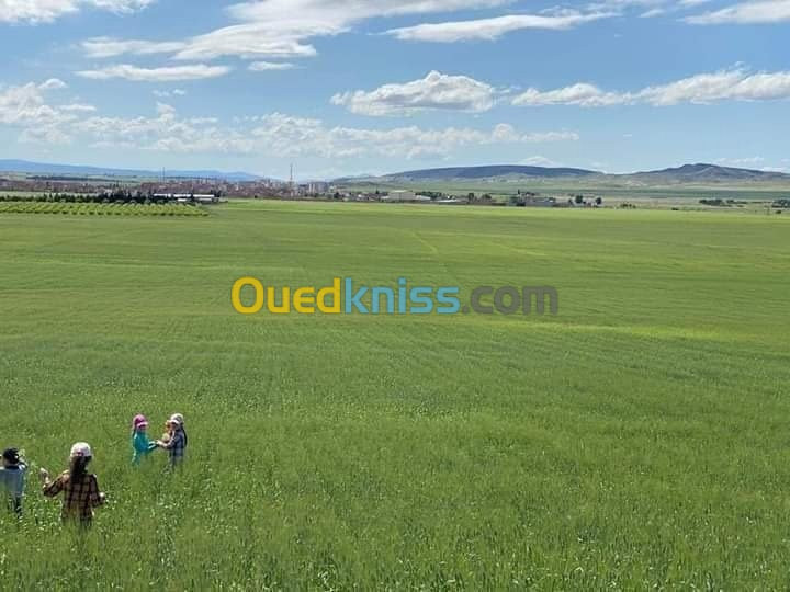 Vente Terrain Agricole Batna Ain djasser