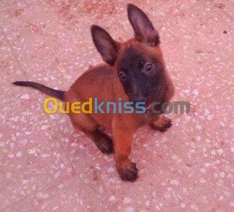 Chiots malinois