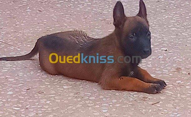 Chiots malinois